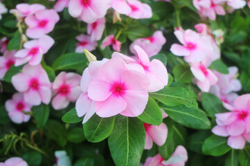 Bunches of Pink Madagascar Periwinkle Blooming in Backyard