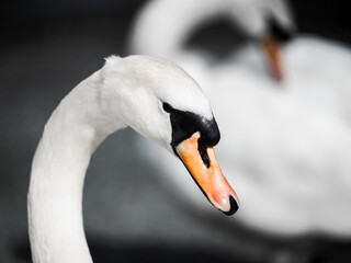 Obraz premium close-up portraits of swans in England
