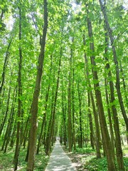 footpath in the forest