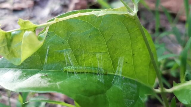 Footage of a silk worm making a nest in a leaf