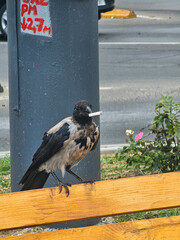 crow on the fence