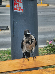 crow on the street
