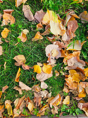 fallen autumn leaves