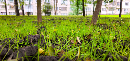 grass on the ground