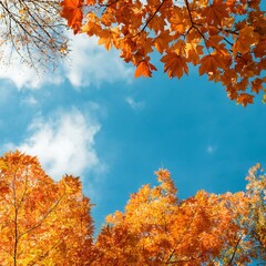 Close up Poster or cover with bright and beautiful autumn leaves against a blue sky. beauty in nature