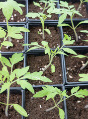 Tomato seedlings in plastic containers.