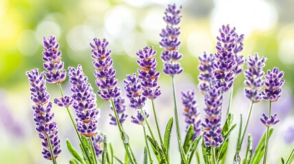 Naklejka premium Ultra HD Delicate Landscape Photography