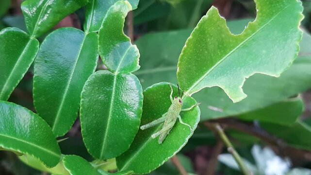 Footage of a green leaf grasshopper eating kaffir lime leaves