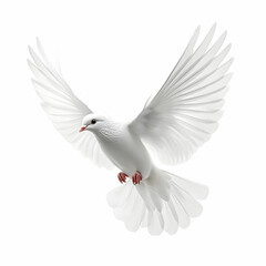 Obraz premium White Dove in Flight.