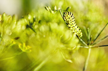 Caterpillar on a green plant, showcasing its vibrant colors among fresh foliage in a sunlit garden during late spring.