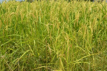 rice field for texture background