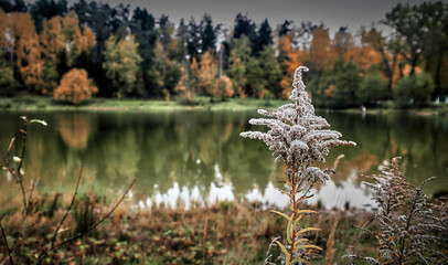 Autumn reflection by a serene lake with blooming wildflowers and distant trees at dusk