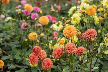 Orange ball dahlias in a flower field. Copy space. © Amalia Gruber