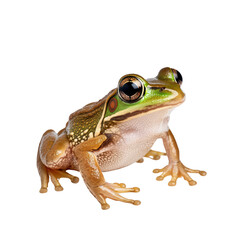 Colorful frog on white isolated background