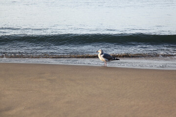BIG seagull on the beach in california,USA
