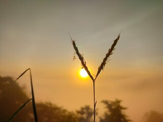 Naklejka premium grass