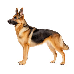 German Shepherd standing on white background