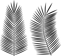 Monochrome vector icons - decorative palm leaves.