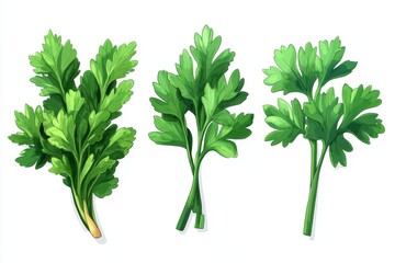 Fototapeta premium Fresh Parsley Sprigs Isolated on White Background
