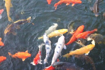 泳ぐ宝石　錦鯉
