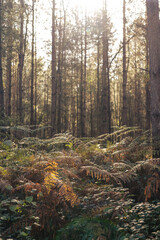 Forest in autumn - Autumn vibe, pastel colours