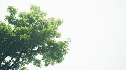 Fototapeta premium A green tree against a white background