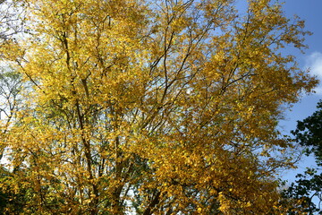 Birch wood, Jersey, U.K. Sunny forest in Autumn.