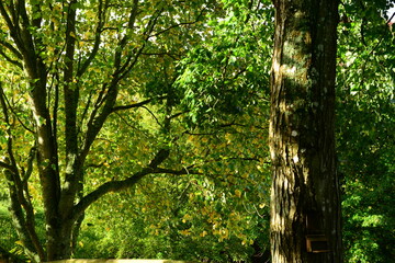 Autumn trees, Jersey, U.K. Sunny green forest canopy.