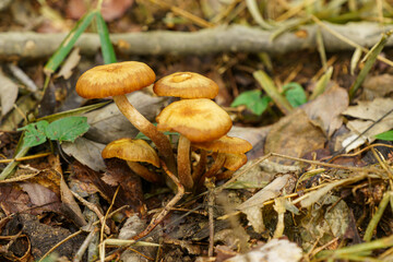 森の中に生えるキノコ
