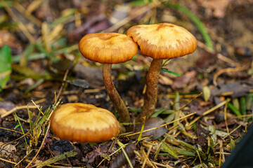 森の中に生えるキノコ