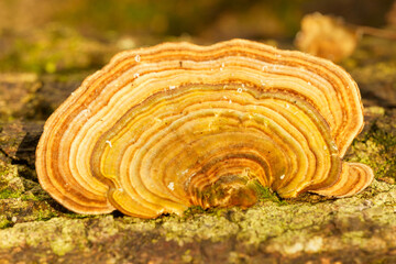 森の切り株に生息するキノコ