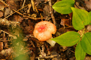 森に生える赤いキノコ