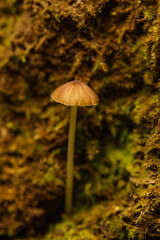 野原に生えたキノコ