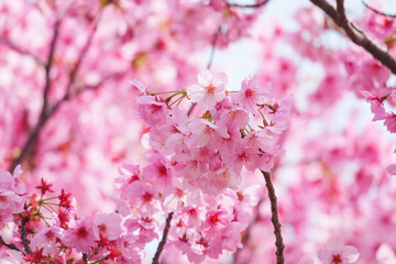 Close-up of cherry blossoms in full bloom, spring scenery with cherry blossoms