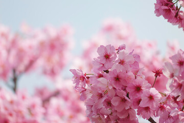Close-up of cherry blossoms in full bloom, spring scenery with cherry blossoms