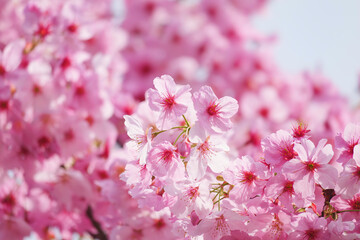 Close-up of cherry blossoms in full bloom, spring scenery with cherry blossoms