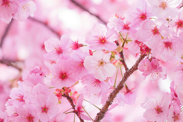 Close-up of cherry blossoms in full bloom, spring scenery with cherry blossoms