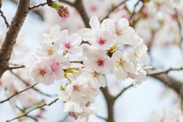 Close-up of cherry blossoms in full bloom, spring scenery with cherry blossoms