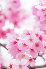Close-up of cherry blossoms in full bloom, spring scenery with cherry blossoms