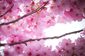 Close-up of cherry blossoms in full bloom, spring scenery with cherry blossoms