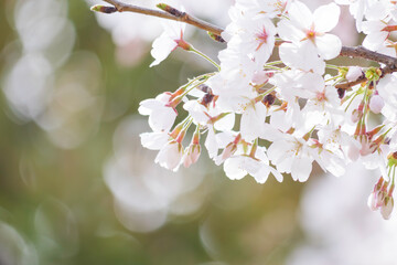 Close-up of cherry blossoms in full bloom, spring scenery with cherry blossoms