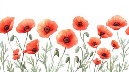 Obraz premium Red poppies on a white background. -