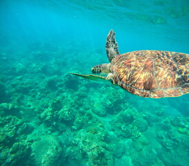 Obraz premium underwater photo of green sea turtle swimming in turquoise blue water. Chelonia mydas in Guadeloupe. Caribbean sea wildlife