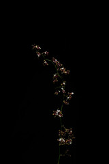 黒背景で撮影したシャリーベイビー モダングローリー