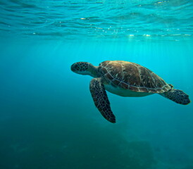 side view of swimming green sea turtle in caribbean sea in Guadeloupe. Sunrays passing underwater and turquoise sea color.
