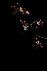 黒背景で撮影したシャリーベイビー モダングローリー