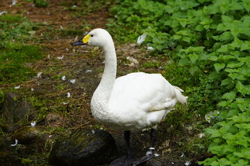 The Bewick's Swan (Cygnus columbianus), also known as the Whistling Swan, is a species of bird in...