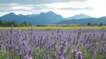 Lavender Field with Mountain Views