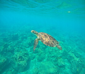 underwater photo of green sea turtle swimming to the surface to breathe. Chelonia mydas in Guadeloupe. Caribbean sea wildlife
