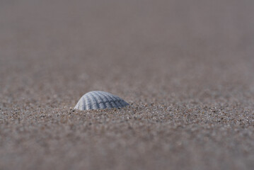 SHELL - A small seashell on the sand of sea beach